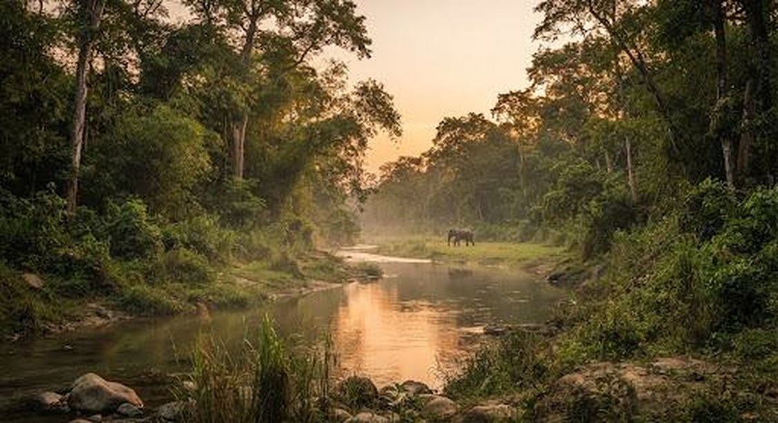 Golden morning light over a forest river in the Dooars with wildlife on the bank